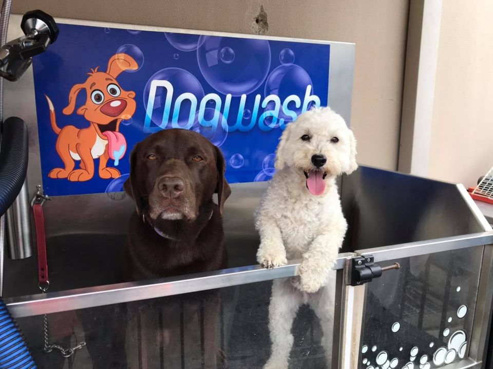 dog-groomer-pic